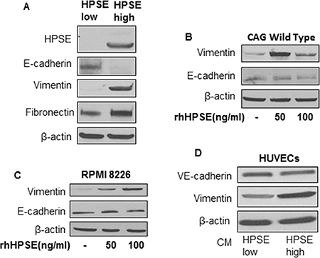 HPSE induces a mesenchymal phenotype in myeloma cells and vascular endothelial cells.