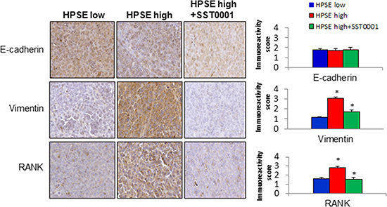 HPSE-High MM tumors exhibit a strong mesenchymal phenotype that can be reversed by HPSE inhibition.