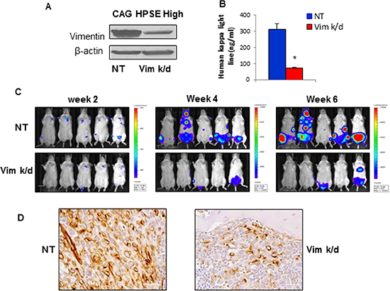 Vimentin knockdown in CAG HPSE-high MM cells inhibits tumor growth and bone homing in vivo.