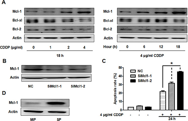 CDDP resistance is partially associated with Mcl-1 in GBC-SD and SP cells.