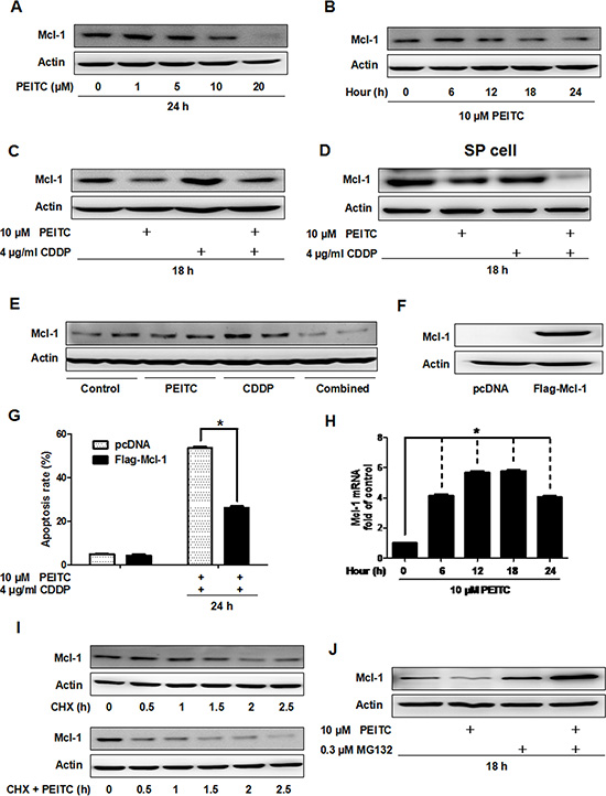 PEITC induces proteasomal degradation of Mcl-1 in vitro and in vivo.