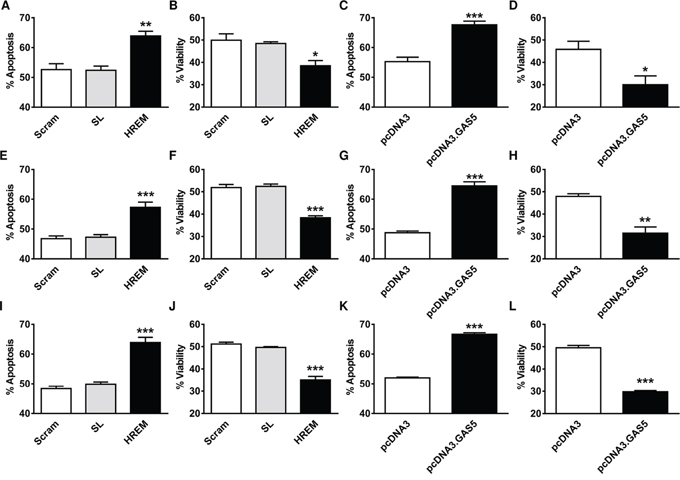 Effect of the GAS5 HREM DNA oligonucleotide on UV-C-induced cell death of breast cancer cells.