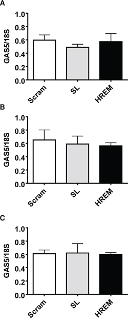 Effect of the GAS5 HREM DNA oligonucleotide on endogenous GAS5 lncRNA levels in breast cancer cells.