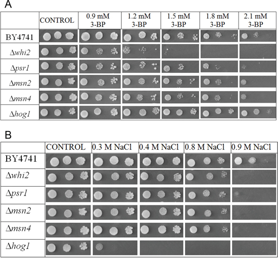 Whi2p-mediated resistance to 3-BP probably does not occur via the HOG stress response pathway