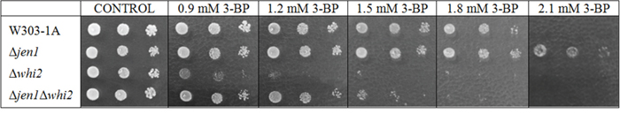 Function of Whi2 and Jen1 is independent in response to 3-BP.