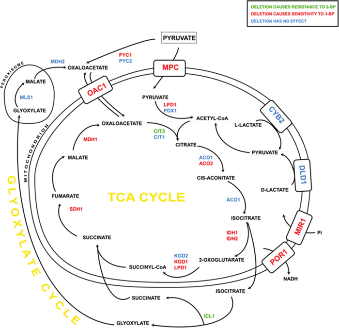 The influence of 3-BP on single yeast mutants having deleted genes encoding TCA cycle and glyoxylate cycle enzymes, as well as mitochondrial carriers.