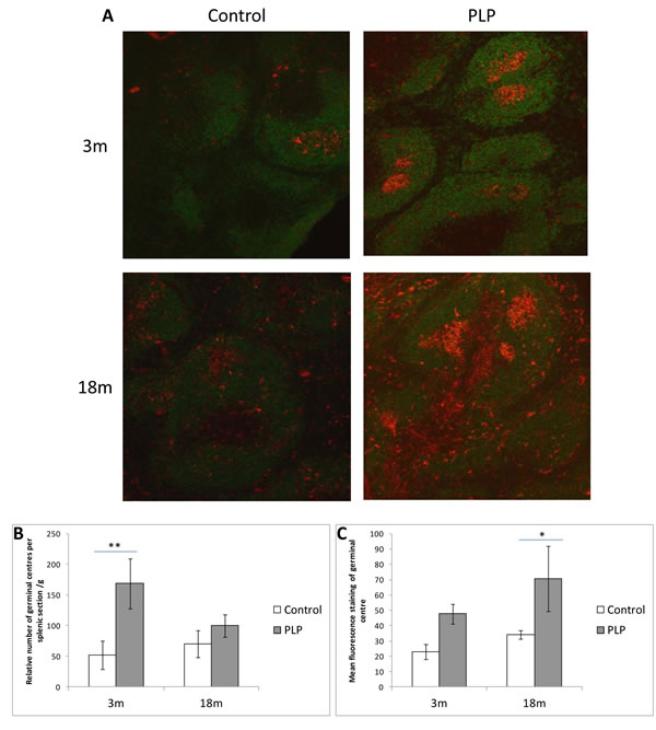 Effect of age and maternal diet on splenic B cell and germinal centre staining.