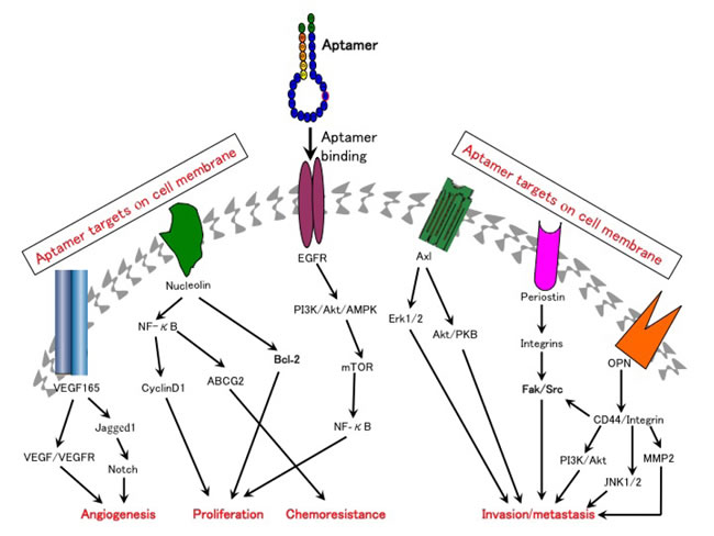 Aptamers can be used to target multiple molecular pathways that are critically involved in cancer development.