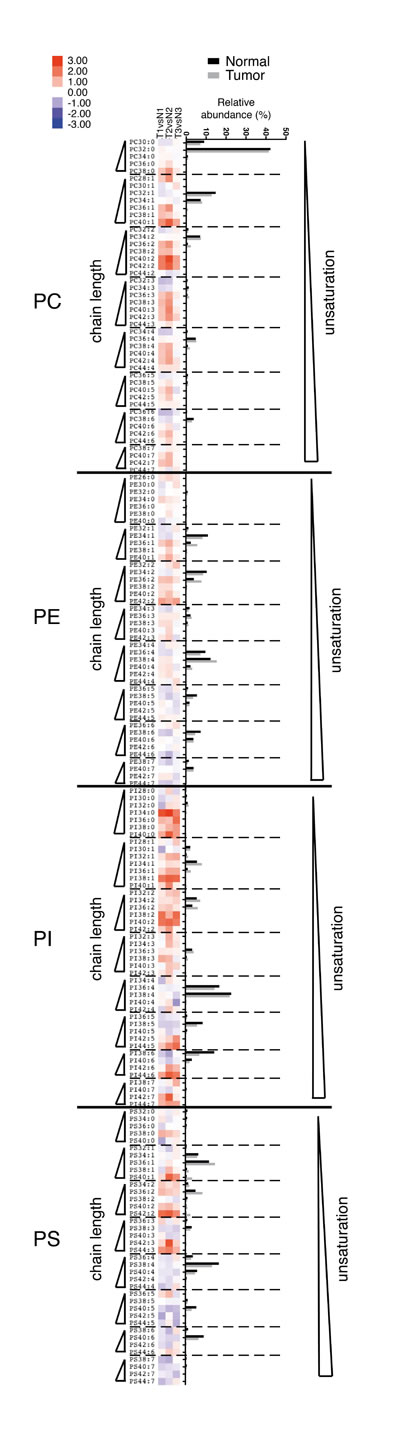Presence of phospholipids with longer acyl chains in the L-Ikk&#x3b1;KA/KA SCC mouse model.