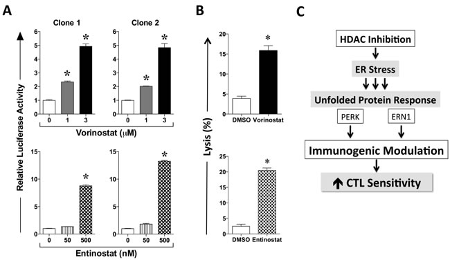 HDAC inhibition activates the ER stress responsive element in LNCaP carcinoma cells in a dose-dependent manner.