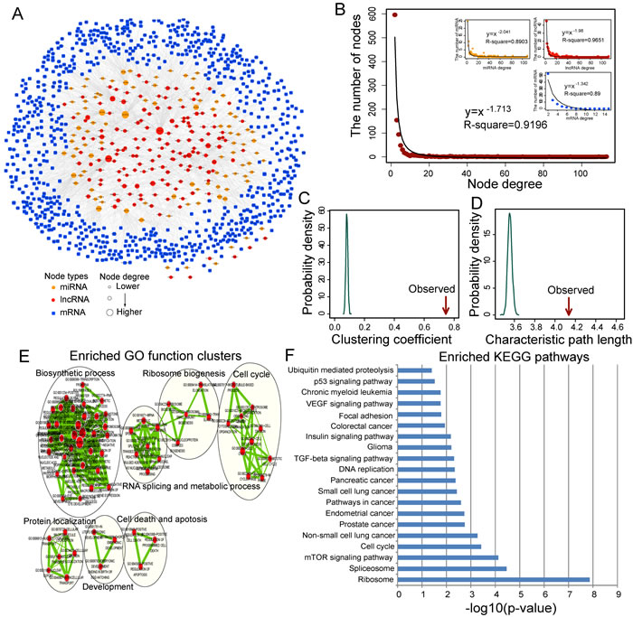 Ovarian cancer-specific lncRNA-associated ceRNA network and their characteristics.