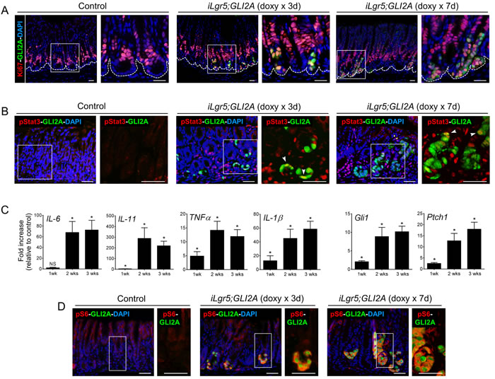 Induction of proliferation and S6 phosphorylation are detected at early stages of tumor development.