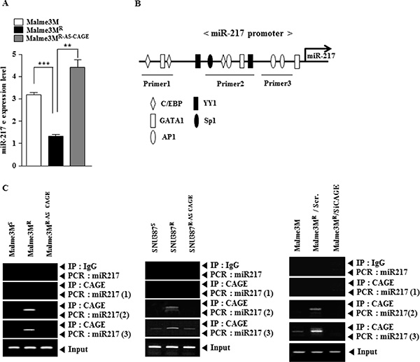 CAGE directly regulates the expression of miR-217.