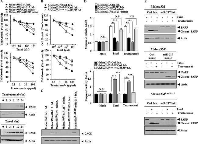miR-217 regulates the response to anti-cancer drugs.