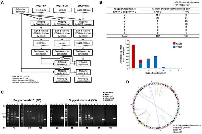 Whole genome sequencing analysis identified microbeam irradiation-induced de novo chromosomal rearrangements.