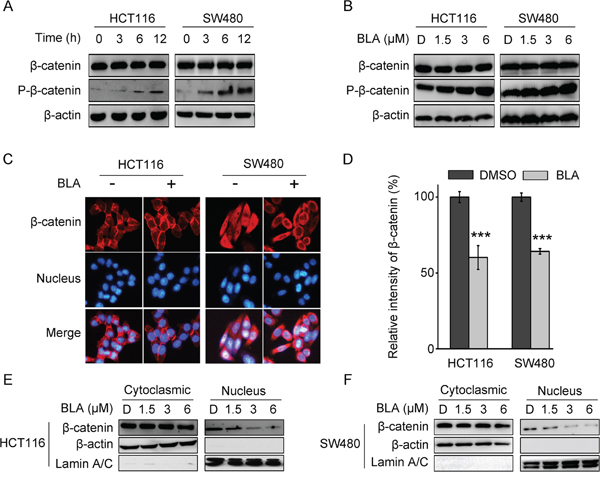 Bisleuconothine A promotes the phosphorylation and suppresses the nuclear translocation of &#x03B2;-catenin in colorectal cancer cells.