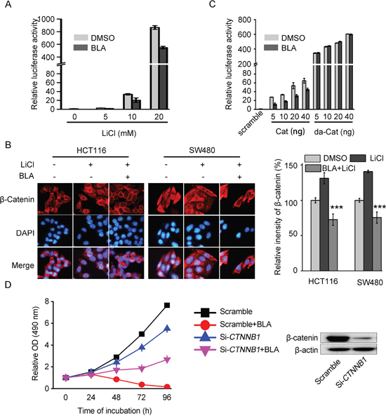 Bisleuconothine A attenuates the canonical Wnt pathway in colorectal cancer cells at the level of or upstream the destruction complex.