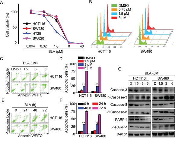 Bisleuconothine A inhibited cell proliferation through induction of apoptosis by increasing the cleavage of caspases in colorectal cancer cells.