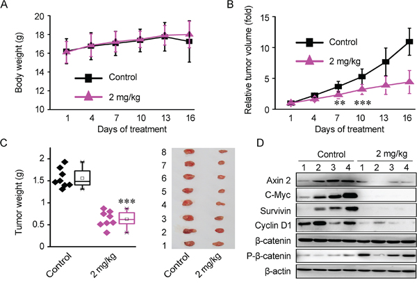 Bisleuconothine A sulfate suppresses colorectal cancer cells Xenografts growth through downregulation of Wnt signaling in HCT116 Xenografts mouse model in vivo.