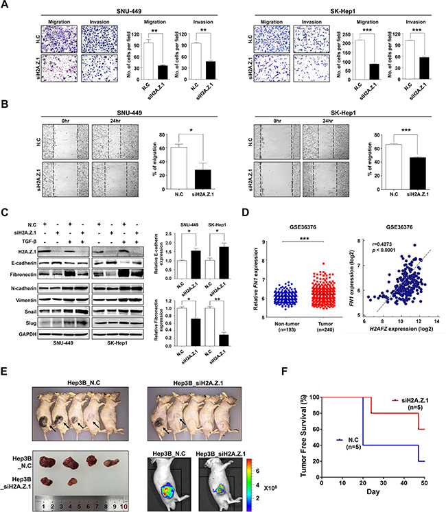 Repression of H2A.Z.1 expression inhibited the metastatic potential of liver cancer cells.