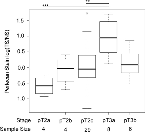 Perlecan stain within patients is increased in stage pT3a.