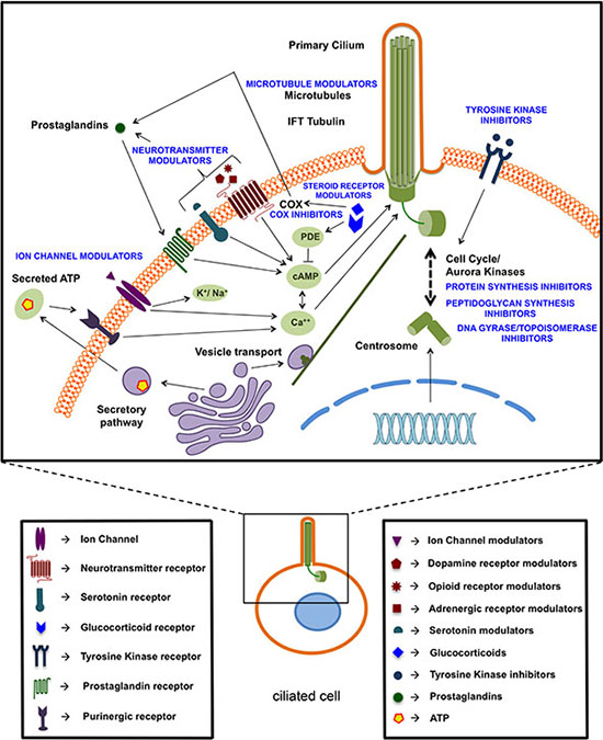 Schematic overview of identified ciliogenic compounds based on their potential targets or putative mechanism of action.