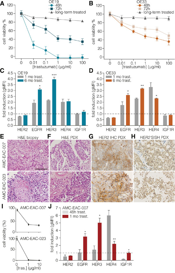 Long-term HER2 targeting causes upregulation of EGFR and HER3.