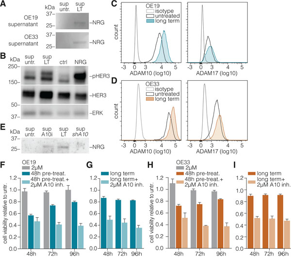 ADAM10 mediates neuregulin-1&#x03B2; release to activate HER3.
