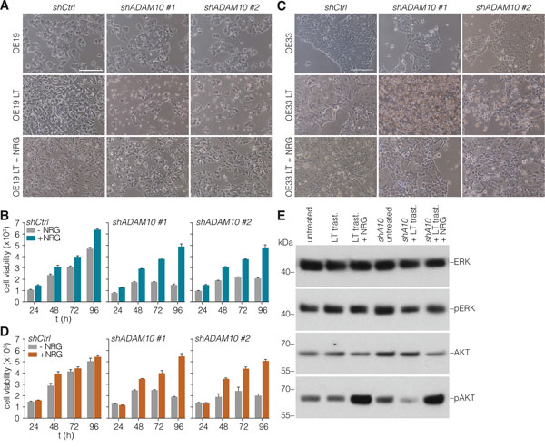 Loss of ADAM10 function can be rescued by addition of exogenous NRG-1&#x03B2;.