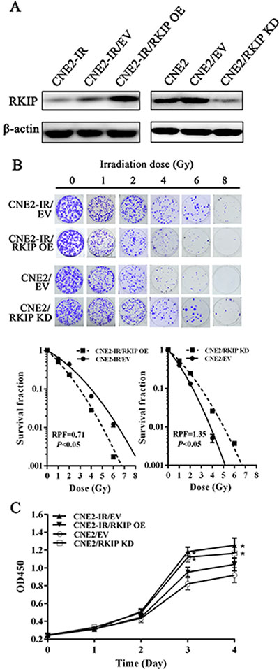 RKIP reduction increases NPC cell radioresistance in vitro.