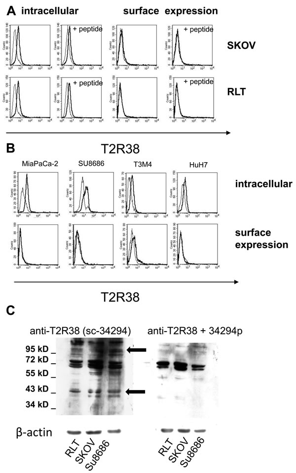 Expression of T2R38 on tumor cell lines.