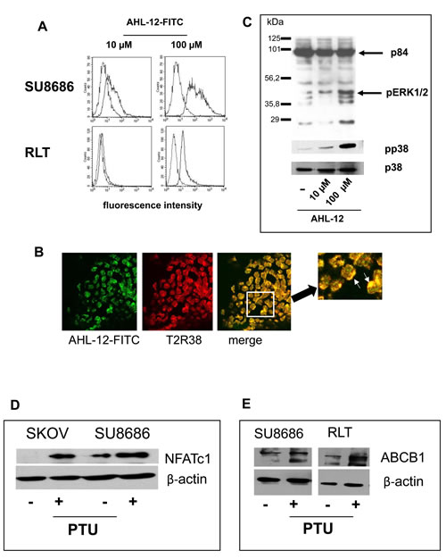 Binding of AHL-12 to cells and activation.