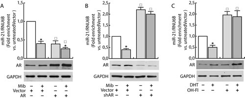 Androgens regulate miR-21 expression in breast cancer cells.