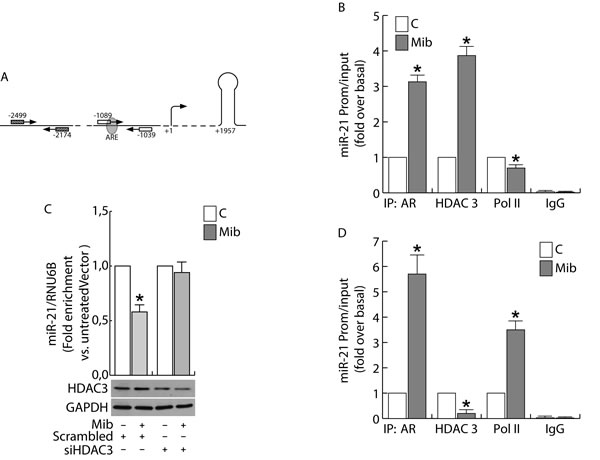 Androgens regulate miR-21 expression by binding to miR-21 promoter in breast cancer cells.