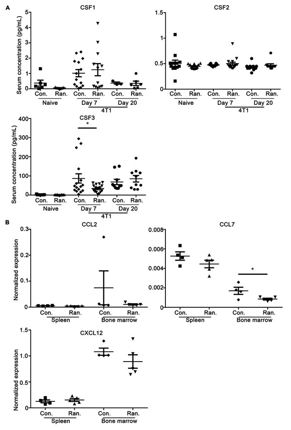 Ranitidine alters CSF3 in 4T1 tumor-bearing BALB/c mice after 7 days.