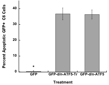 GFP-d/n-ATF5 C-terminally truncated fusion protein (GFP-d/n-ATF5-Tr) promotes the same level of apoptosis as full-length GFP-d/n-ATF5 protein in C6 glioma cells.