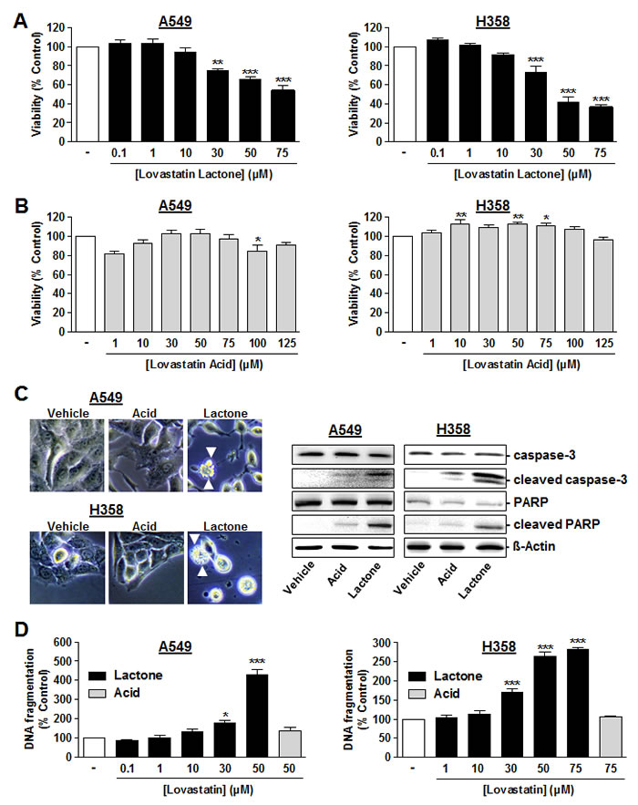 Figure 1 : Effect of lovastatin lactone and lovastatin acid on cellular viability and apoptosis of A549 and H358 cells.