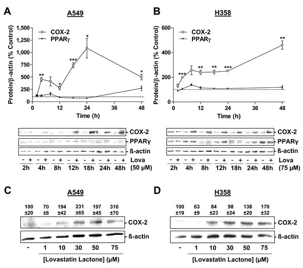 Effect of lovastatin lactone on COX-2 and PPAR&#x3b3; protein expression in A549 and H358 cells.