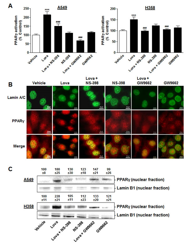 Impact of COX-2 and PPAR&#x3b3; inhibition on PPAR&#x3b3; translocation in A549 and H358 cells.