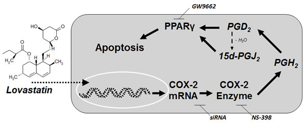 Proposed mechanism underlying the proapoptotic action of lovastatin lactone on lung cancer cells.