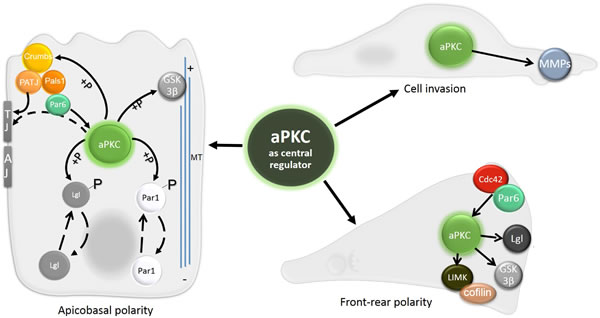 The central role of aPKC in apico-basal polarity, front-rear polarity and cell invasion.