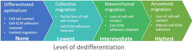 Cell invasion modes in the context of epithelial dedifferentiation.