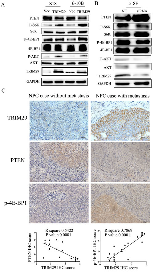 TRIM29 activates PTEN/AKT/mTOR signal pathway in NPC cells.