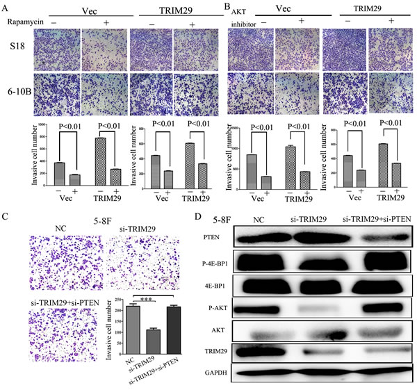 Inhibitors of the PTEN/AKT/mTOR pathway could abolish the effect of TRIM29 on the NPC cell invasion.