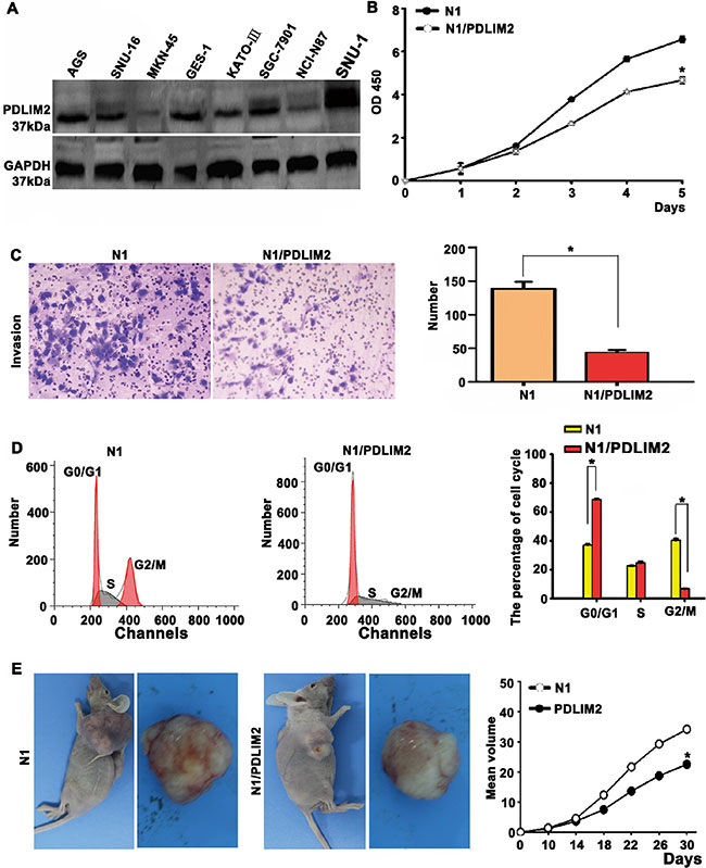 Functional validation of PDLIM2 (a novel downstream target of OR3A4) in MKN-45 cells.