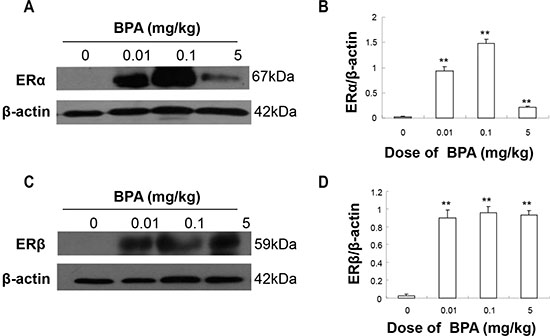 BPA exposure increased the protein levels of ER&#x03B1; and ER&#x03B2; in testes.