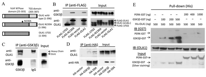 Interaction of OLA1 and GSK3&#x3b2; in intact cells and