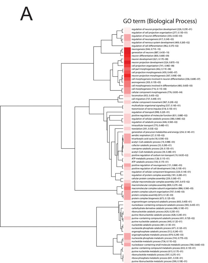 Information clustering of significant (Bonferroni adjusted