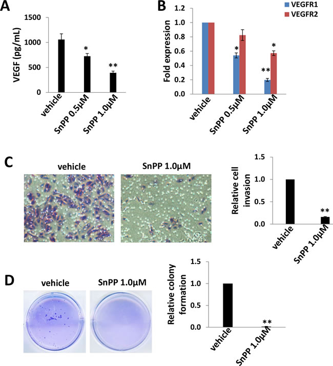 Low doses of SnPP impair TIVE-LTC invasiveness and anchorage-independent growth.