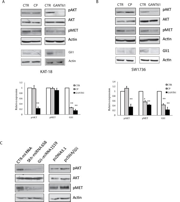 Effect of the Shh pathway on c-Met and AKT phosphorylation.